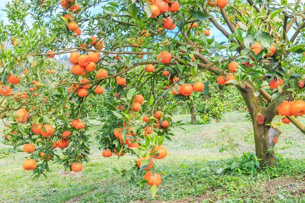 Zielony ogród pomarańczowy — Zdjęcie stockowe