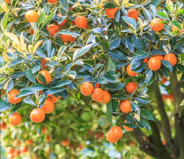 Zöld narancs kert — Stock Fotó