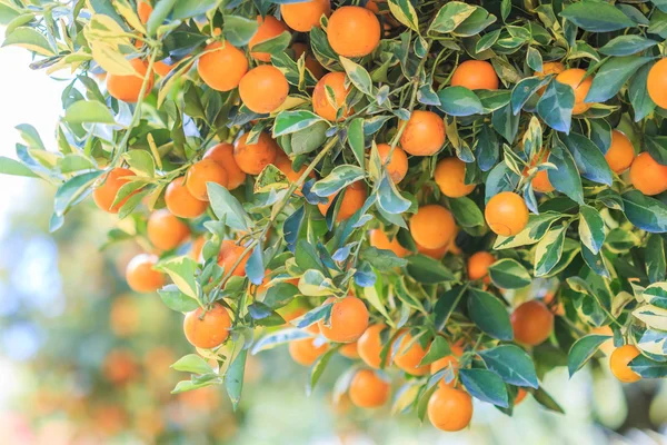 Καταπράσινο κήπο πορτοκαλιού — Φωτογραφία Αρχείου