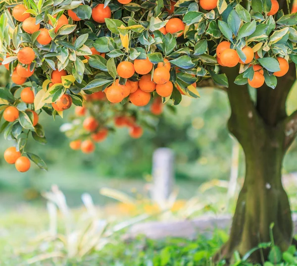 Orangen Garten — Stockfoto