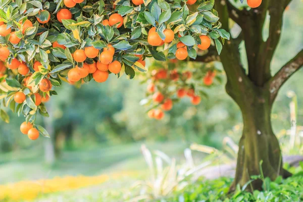 green orange garden