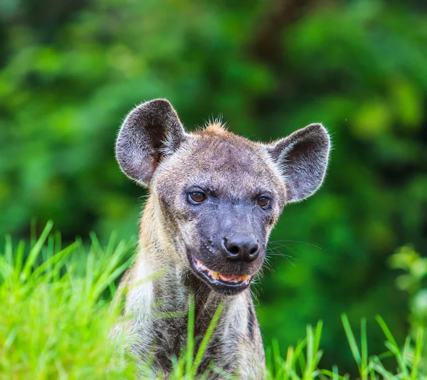 Африканская дикая гиена — стоковое фото