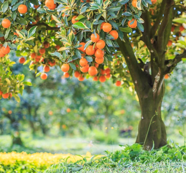 緑オレンジ ガーデン — ストック写真