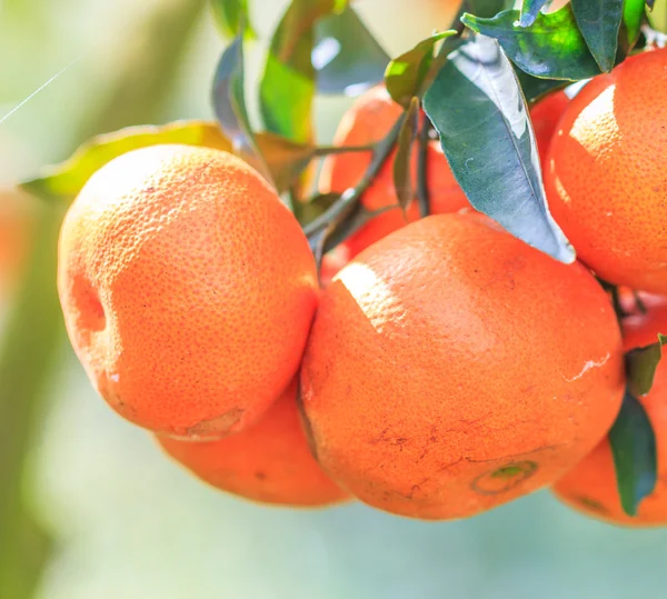 Giardino verde arancio — Foto Stock