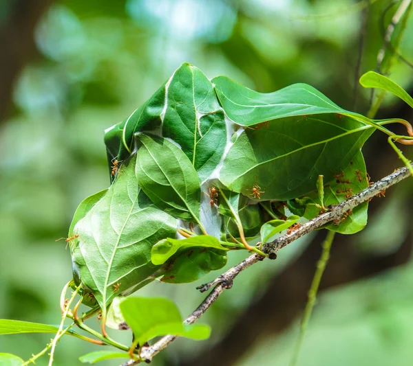 Hormigas asiáticas nidos — Foto de Stock