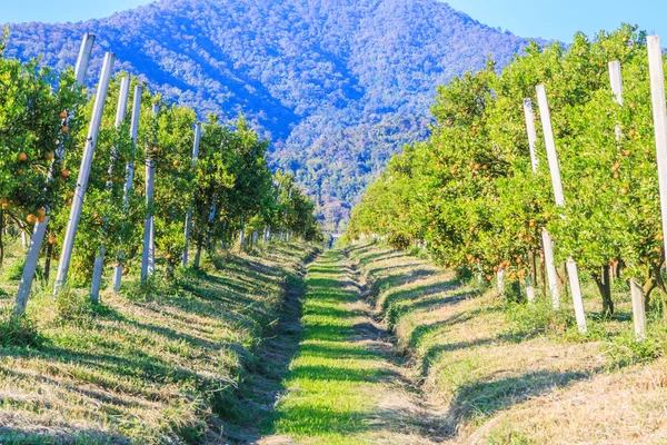 Grön orange garden — Stockfoto