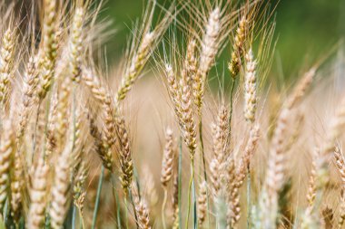 arpa ve buğday alan