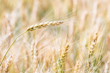 arpa ve buğday alan