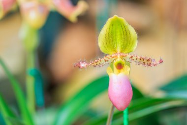 güzel orkide çiçek