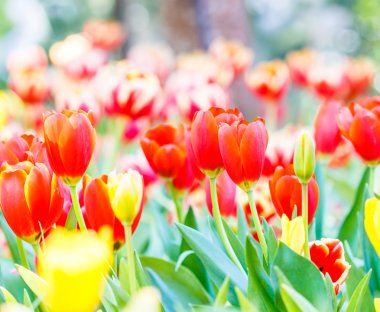 Renkli lale çiçekleri