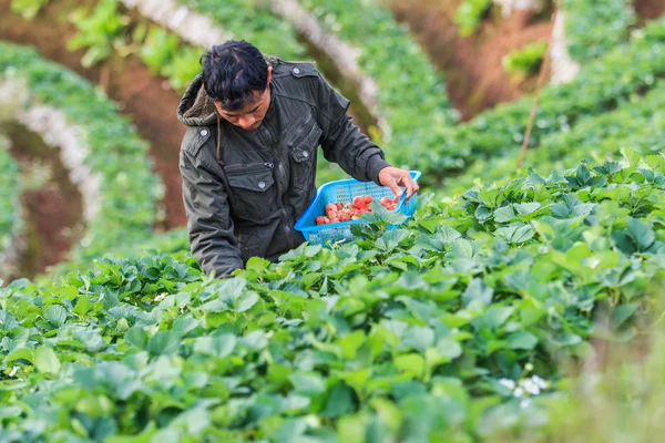 Agricultor recoger fresas — Foto de Stock