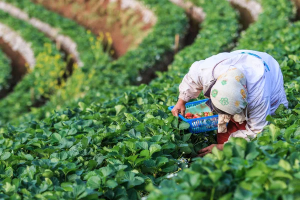 Jordbrukaren plocka upp jordgubbar — Stockfoto