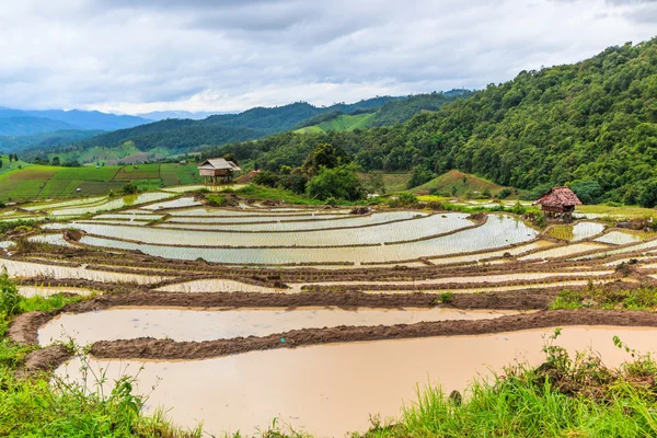 Campo de arroz paisajístico —  Fotos de Stock