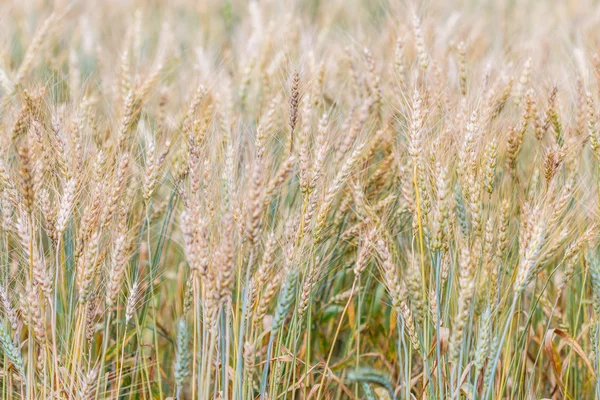 Pole pšenice a ječmen — Stock fotografie