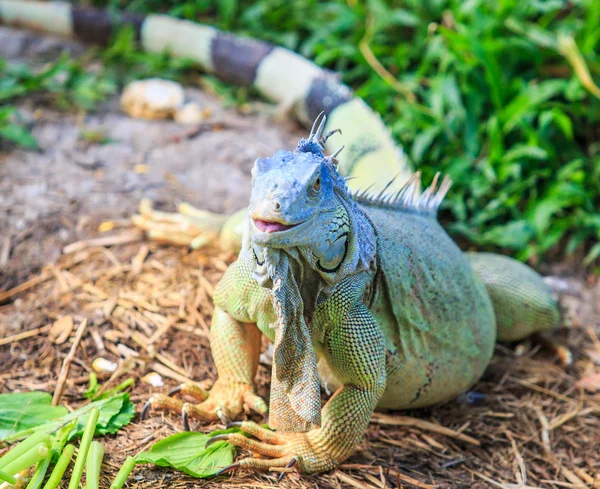 Grüner Wilder Leguan — Stockfoto