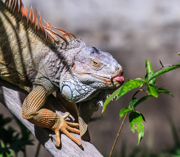 Iguana sauvage verte — Photo