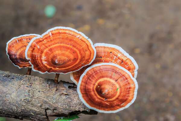 Brown mushrooms in forest 