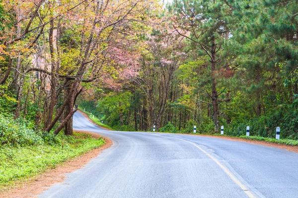 Kvetou třešně sakura — Stock fotografie