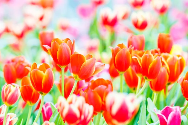 Colorful tulip flowers — Stock Photo, Image