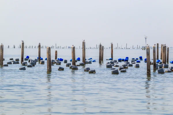 Mejillón de mar en la costa — Foto de Stock