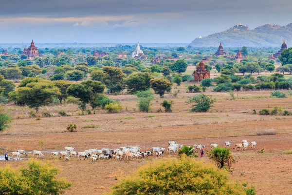 Bagan 도시에 오래 된 탑 — 스톡 사진