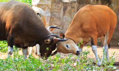 yağmur ormanlarında kırmızı boğa