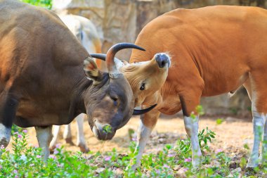 yağmur ormanlarında kırmızı boğa