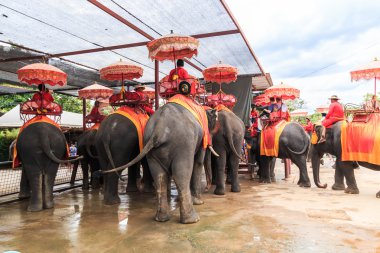 Tur turistlere fil binmek