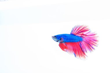 beyaz üzerine Siyam Balığı 