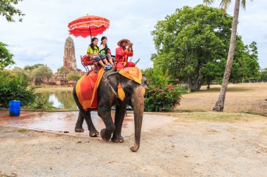 Tur turistlere fil binmek