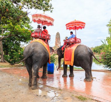 Tur turistlere fil binmek