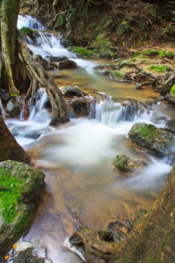 şelale orman Milli Parkı'nda
