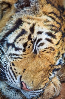 vahşi güzel kaplan