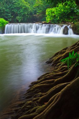 şelale orman Milli Parkı'nda