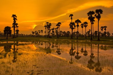 Gün batımı Paddy Tayland