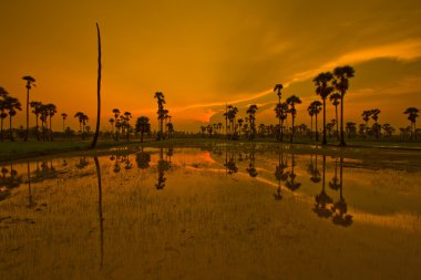 Gün batımı Paddy Tayland