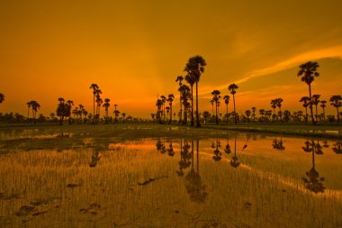 Gün batımı Paddy Tayland