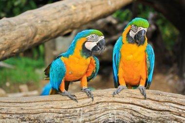 two colorful macaws clipart