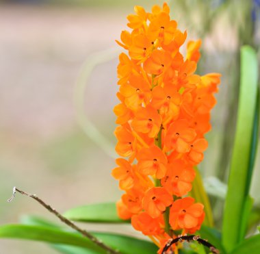 güzel orkide çiçek