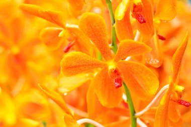 güzel orkide çiçekler