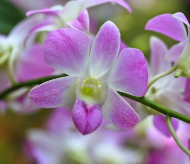 güzel orkide çiçek