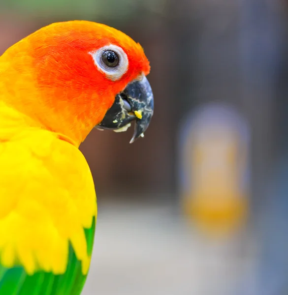 Aratinga solstitialis kuş — Stok fotoğraf