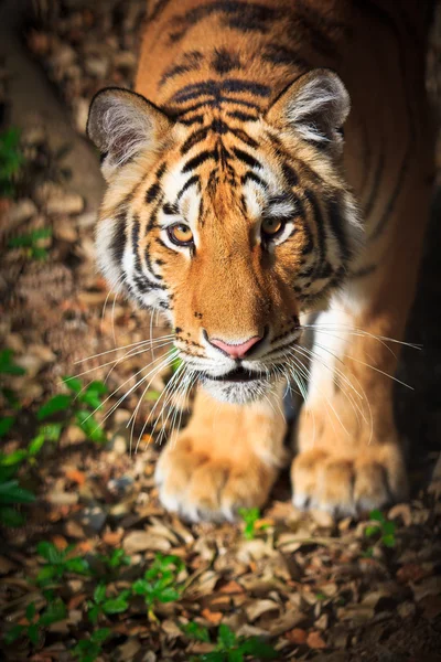 Tigre bonito selvagem — Fotografia de Stock