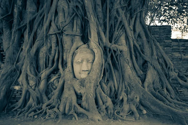 Inför buddha staty — Stockfoto