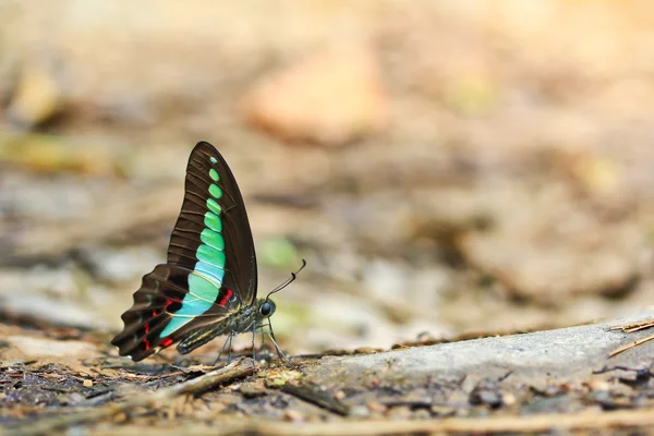 Beautiful tropical butterfly — Stock Photo, Image