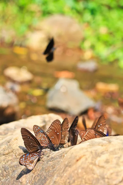 Beautiful tropical butterflies — Stock Photo, Image