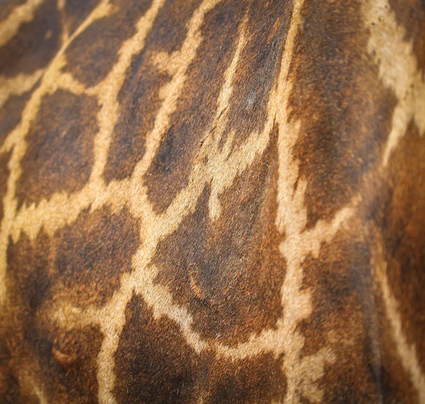 Giraffe texture pattern — Stock Photo, Image