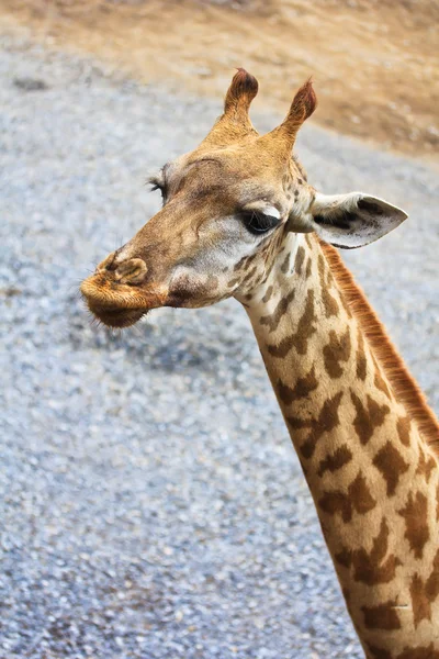 Hermosa jirafa en el zoológico — Foto de Stock