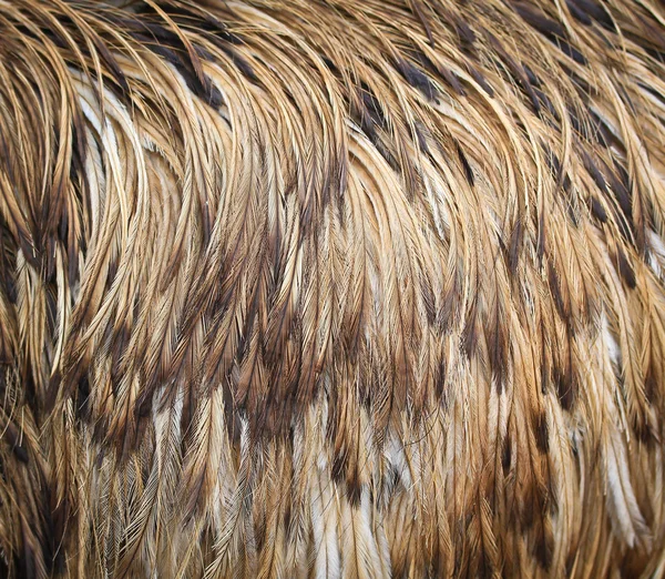 Tekstur burung emu — Stok Foto