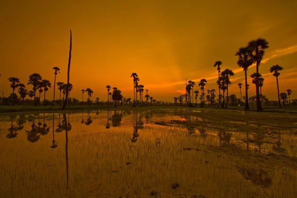 Zonsondergang Paddy in thailand — Stockfoto